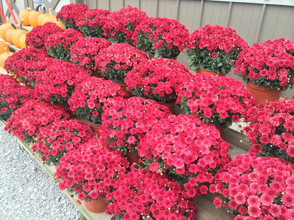 Mums in a row for sale